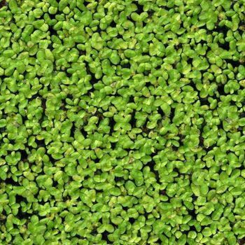 Duckweed covered on the water surface