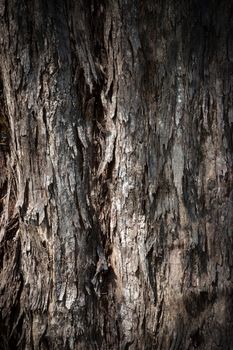 Bark of Pine Tree