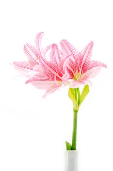 Blooming pink flowers On white background (Star Lily - Hippeastrum reticulatum (L.Herit) Harl.)