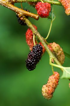 Fresh ripe mulberry berries on tree