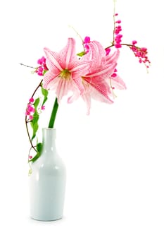 Blooming pink flowers On white background (Star Lily - Hippeastrum reticulatum (L.Herit) Harl.)