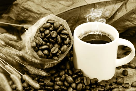 Fresh coffee and roasted coffee beans