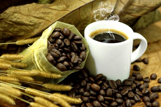 Fresh coffee and roasted coffee beans