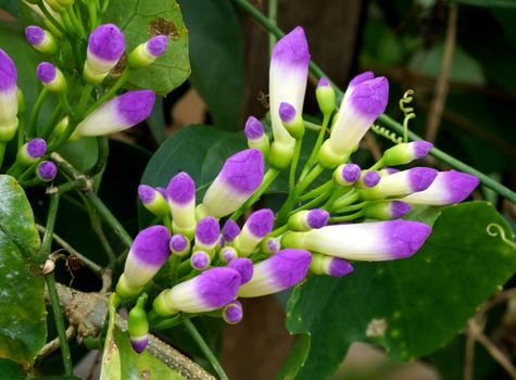 Ivy purple flowers (Garlic Vine., Mansoa alliacea (Lam.) A. Gentry. )