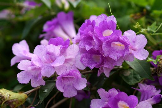 Ivy purple flowers (Garlic Vine., Mansoa alliacea (Lam.) A. Gentry. )