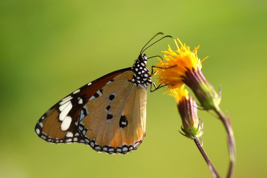 butterfly on yellow flower.