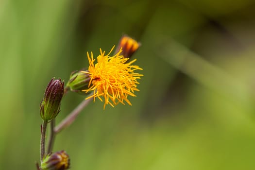 Spring background with beautiful yellow flowers. (Gynura pseudochina (L.) DC.)