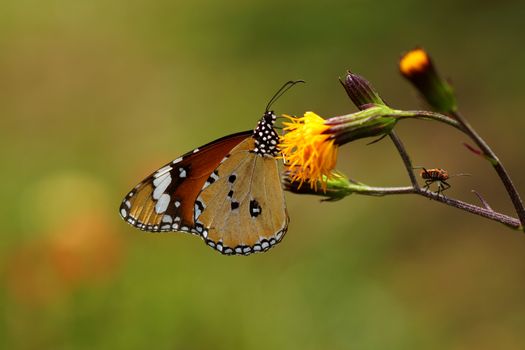 butterfly on yellow flower.