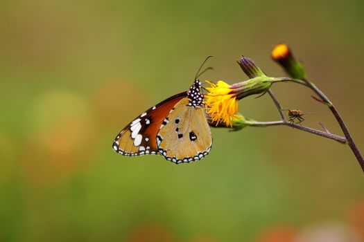 butterfly on yellow flower.