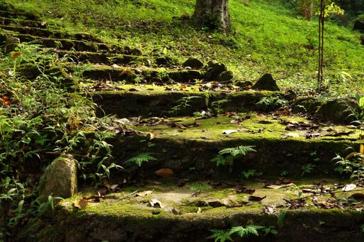 staircase bark and moss