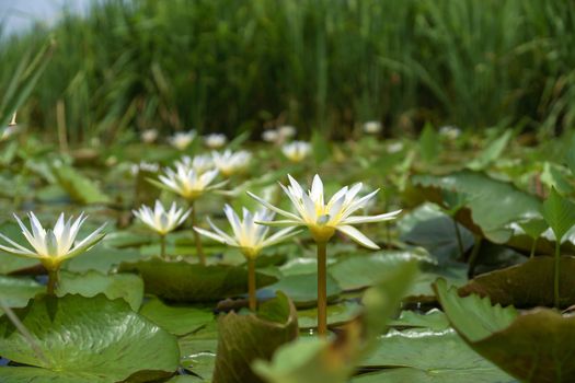 Waterlily in garden