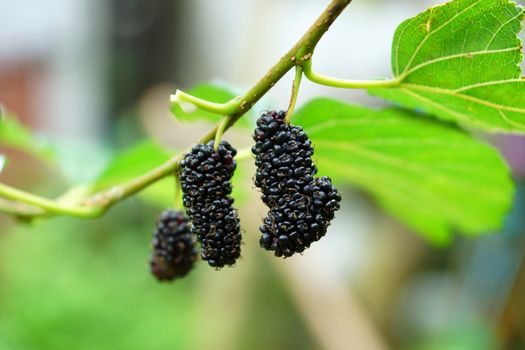 Mulberry with leaf on tree