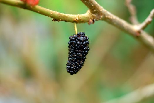 Mulberry with leaf on tree