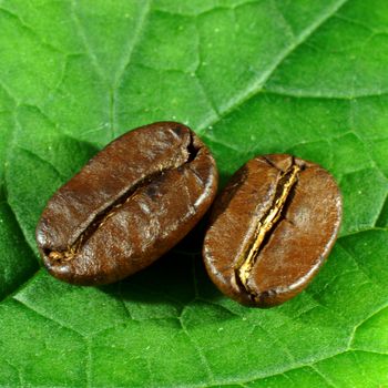 Roasted coffee beans on green leaf background
