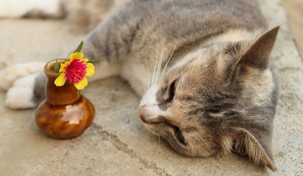cat laying near the vase of rose mos looks happiness.