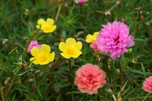 portulaca flowers at the garden.
