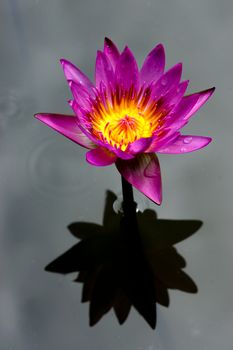 Pink lotus blossoms or water lily flowers blooming