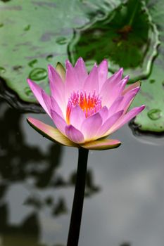 Pink lotus blossoms or water lily flowers blooming