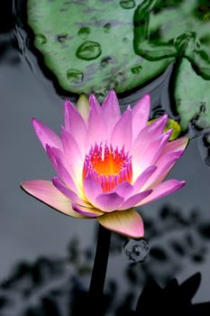Pink lotus blossoms or water lily flowers blooming