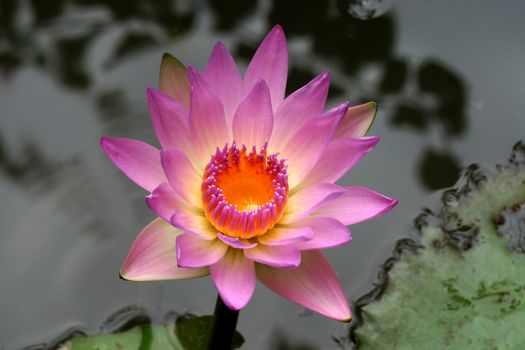 Pink lotus blossoms or water lily flowers blooming