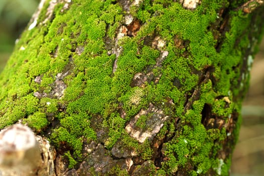 wood covered with moss. background
