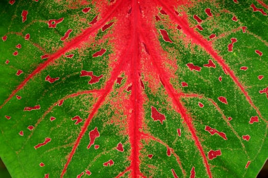 Detail on leaves Queen of the Leafy Plants. (caladiums)