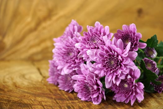 Violet chrysanthemum on wood background