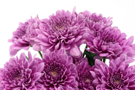 Violet chrysanthemum on white background