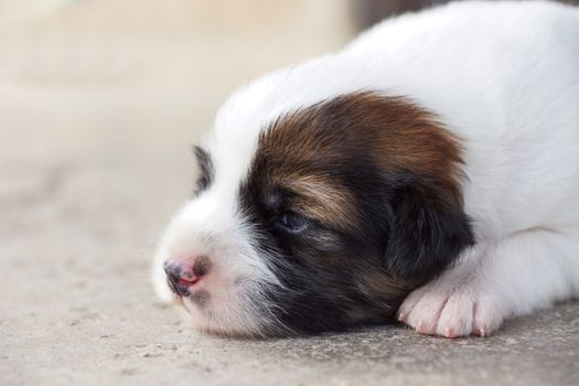 Puppy sleeping on the cement floor.