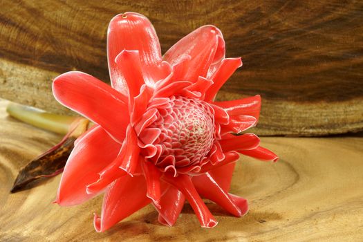 beautiful tropical red ginger flower