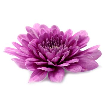 Violet chrysanthemum on white background