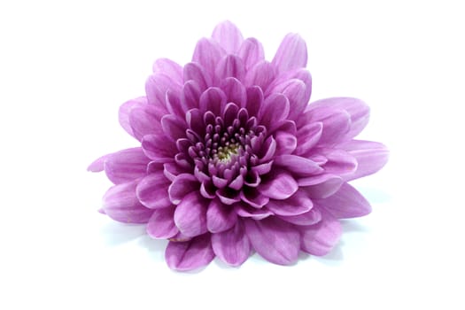 Violet chrysanthemum on white background