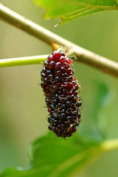 Raw Mulberry with leaf on tree