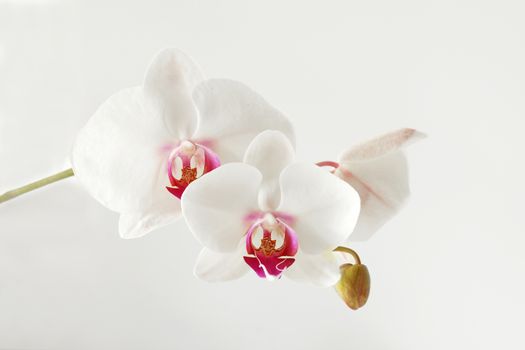Close-up of white orchid