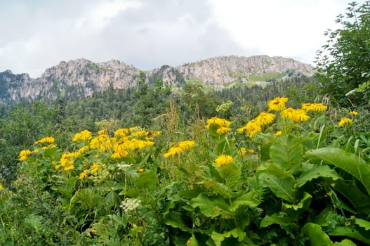 Mountains of the Caucasian natural reserve