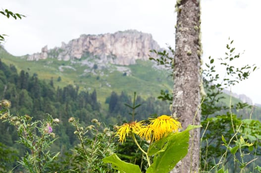 Mountains of the Caucasian natural reserve