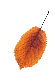 colorful cherry leaf isolated over white background, autumn symbol