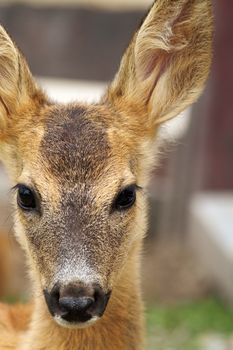 portrait of a young roe deer calf ( Capreolus ) at the zoo