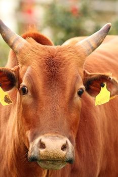 zebu cow head, portrait taken at the farm on a brown animal