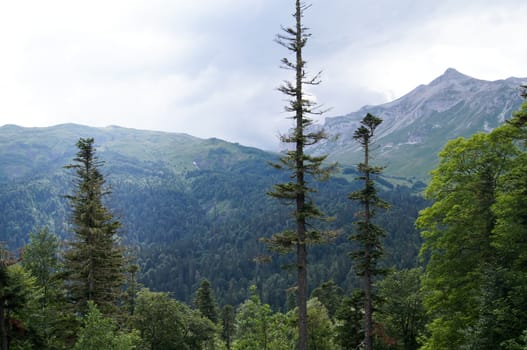 Mountains of the Caucasian natural reserve