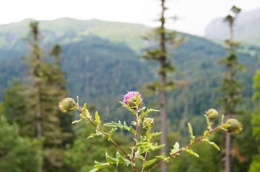 Mountains of the Caucasian natural reserve