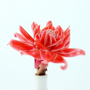 Tropical flower of Pink torch ginger. (Etlingera elatior (Jack) R.M. Sm.)