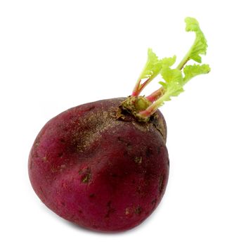 seedlings radish with leaves isolated on white background