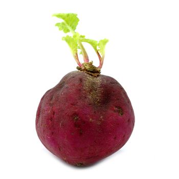 seedlings radish with leaves isolated on white background