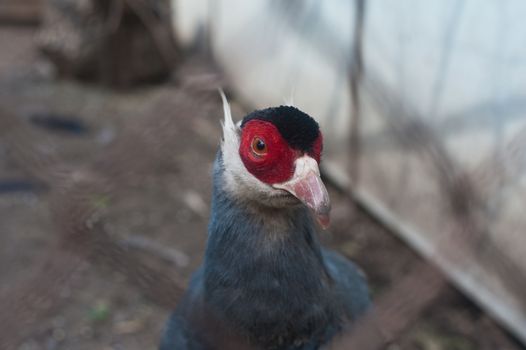 Single eating pheasant bird photo