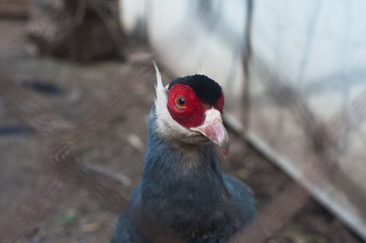 Single eating pheasant bird photo
