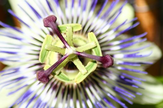 Closeup of a blue passion flower (Passiflora caerulea)