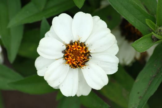 Closeup of a white flower blooming