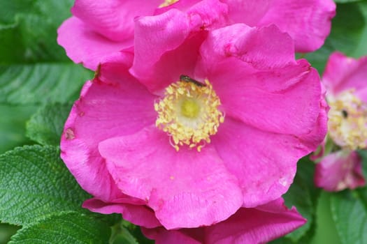 Closeup of a pink flower blooming