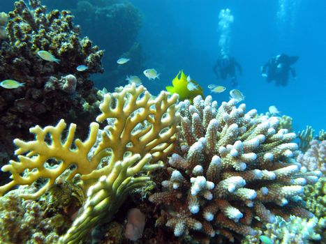 coral reef and divers at the bottom of tropical sea